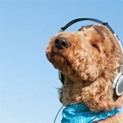 Do Dogs Enjoy Music? A Deeper Exploration into the Canine-Musical Bond